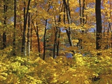 Buy Fall Colors in Gatineau Park, Quebec, Canada at AllPosters.com