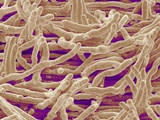 Buy Mycelium of Mushroom at AllPosters.com