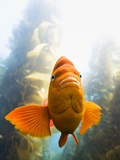 Garibaldi Fish