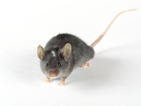 Buy Mouse at AllPosters.com