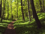 Path in beech forest