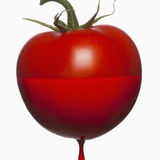 Tomatoe dripping with color