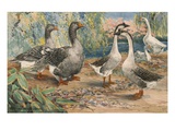 A Painting of a Pair of Toulouse Geese and Pairs of Chinese Geese
