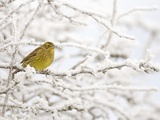Buy Adult Female Yellowhammer Perched on Frost Covered Branches at AllPosters.com