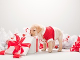 Labrador puppy looking in christmas gift box