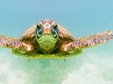 Green Sea Turtle
