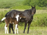 Buy Horses (Equus Caballus) Female with Paint Foal, Ranch, Southwest Alberta, Canada. at AllPosters.com