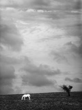 White horse in field under stormy sky