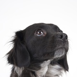 Spaniel puppy looking up