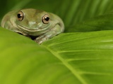 Buy White's Tree Frog at AllPosters.com