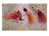 Two Greater and one Graybreasted Birds of Paradise perch on branch