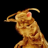 Front half of a Bee