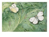 Buy A Painting of Pupa and Adults of European Cabbage Butterflies at AllPosters.com