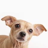 Studio shot of Chihuahua