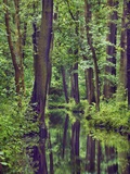 Buy Forest and stream at AllPosters.com
