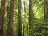 Redwoods in Muir Woods National Park California USA