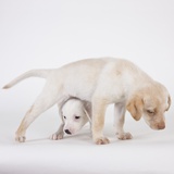 Yellow labrador puppies