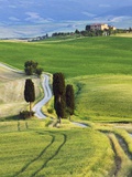Corn fields and cypress trees in Pienza countryside