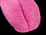Buy Mouse tongue at AllPosters.com