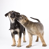 Puppies licking one another