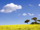 Buy Crete senesi in spring at AllPosters.com