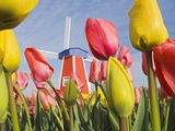 Windmill and Tulips at Wooden Shoe Tulip Farm, Woodburn, Oregon, USA