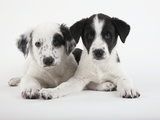 Two Puppies
