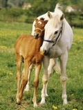 Buy Mare and foal nuzzling. Urakawa, Hokkaido, Japan at AllPosters.com