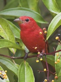 A Male Summer Tanager (Piranga Rubra) in Costa Rica.