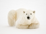 Polar Bear on ice in Hudson Bay Photographic Print