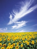 Feild Of Sunflowers