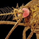 Female Asian Tiger Mosquito