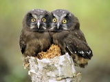 Young Boreal Owl Chicks (Aegolius Funereus), Northern Alberta, Canada.