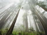 Buy Redwood trees near Damnation Creek Trail at AllPosters.com