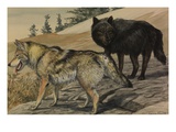 Buy A Painting of Two Species of Wolf at AllPosters.com