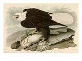 Buy White Headed Eagle at AllPosters.com