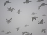 Buy Flock of barnacle geese flying through heavy fog at AllPosters.com
