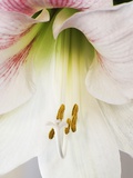 White Amaryllis