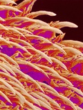 Buy Tongue filiform papillae of a rabbit magnified x300 at AllPosters.com