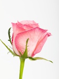 Pink rose