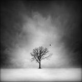 Solitary tree in a winter landscape Photographic Print