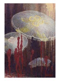 Painting of three Aurelia aurita jellyfish of the variety flavidula