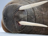 Buy Walrus on ice at AllPosters.com