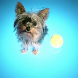 Buy Yorkshire Terrier with Tennis Ball at AllPosters.com