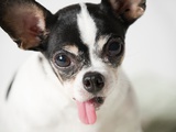 Chihuahua with tongue sticking out