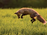 Buy Red Fox Hunting, Prince Edward Island at AllPosters.com