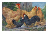 Buy Cochin's tower over the black bantams with their abundant shanks. at AllPosters.com