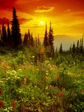 Buy Mount Revelstoke National Park, British Columbia at AllPosters.com