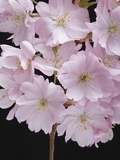 Pink Cherry Blossom, close-up