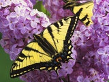 A Canadian Tiger Swallowtail Butterfly (Papilio Canadensis) in the Maritimes, Newfoundland and Labr